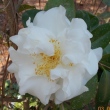 Holy white